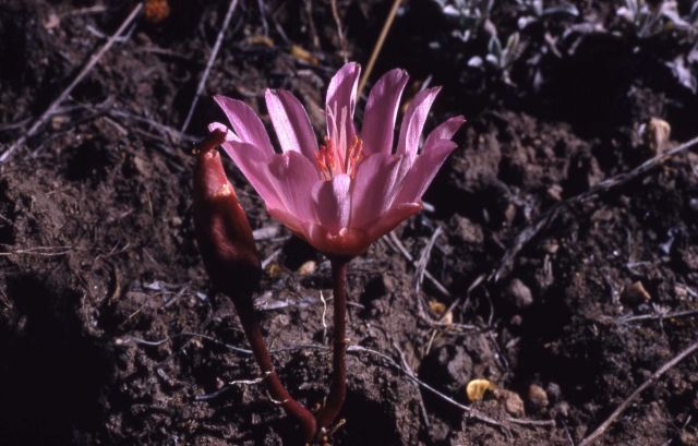 Bitterroot (Lewisia rediviva var. rediviva) Picture