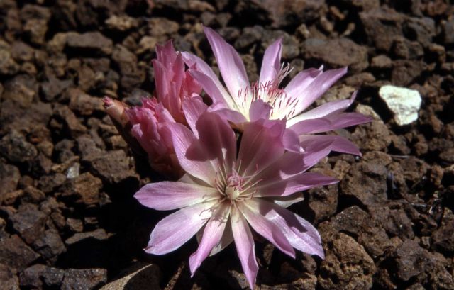 Bitterroot (Lewisia rediviva var. rediviva) Picture