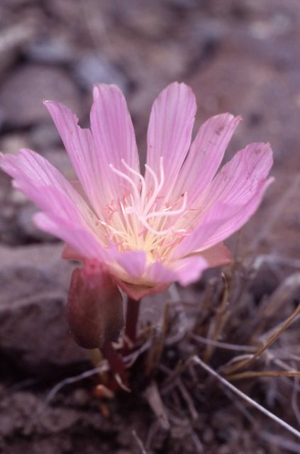 Bitterroot (Lewisia rediviva var. rediviva) Picture