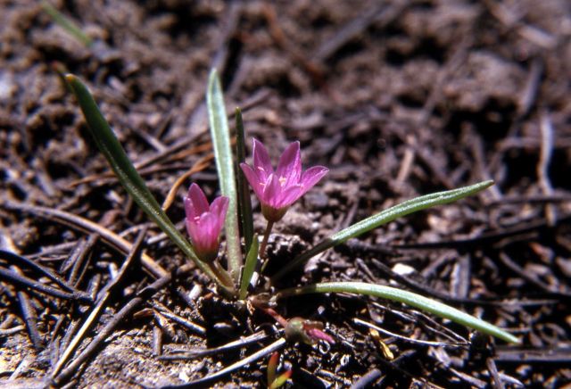 Least lewisia (Lewisia pygmaea) Picture
