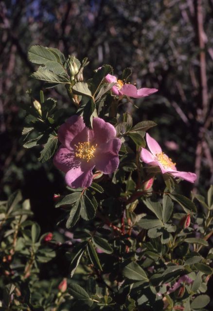 Wood's rose (Rosa woodsii) Picture