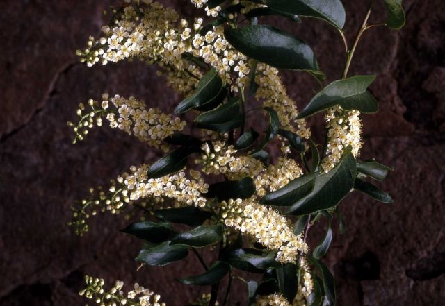 Common chokecherry (Prunus virginiana var. melanocarpa) Picture