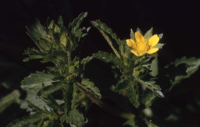Cinquefoil (Potentilla sp.) Picture