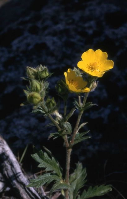 Cinquefoil Picture