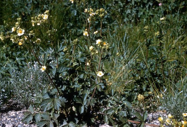 Cinquefoil (Potentilla sp.) Picture