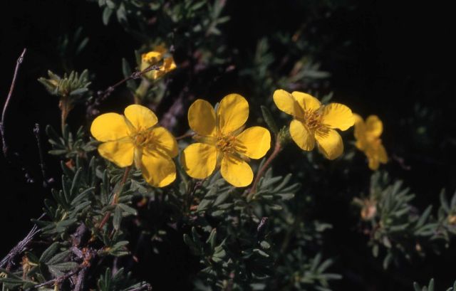 Shrubby cinquefoil (Potentilla fruticosa) Picture