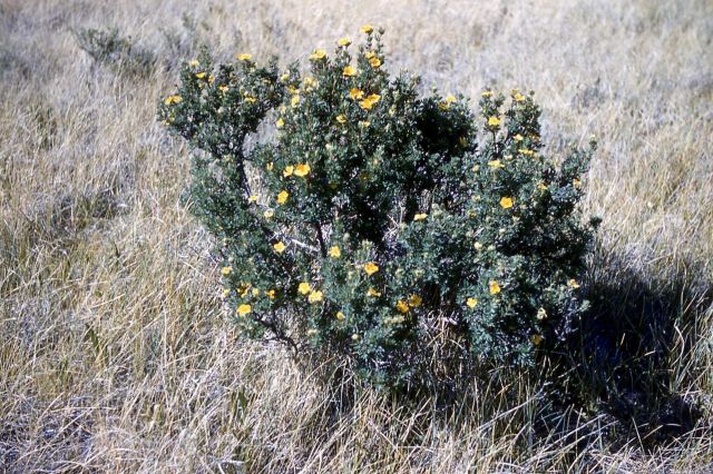 Shrubby cinquefoil (Potentilla fruticosa) Picture