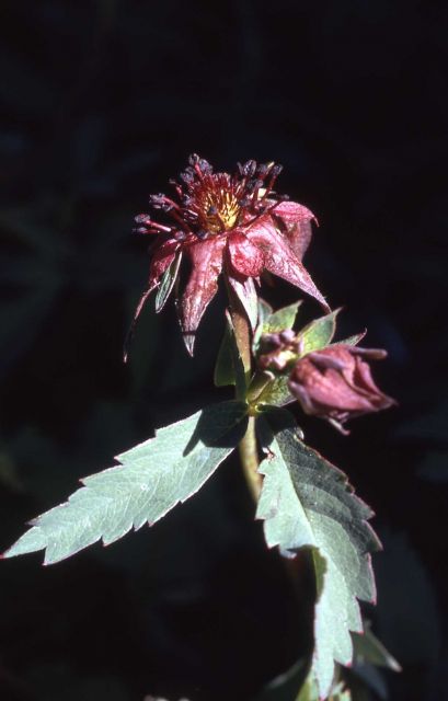 Purple cinquefoil (Potentilla palustris) Picture