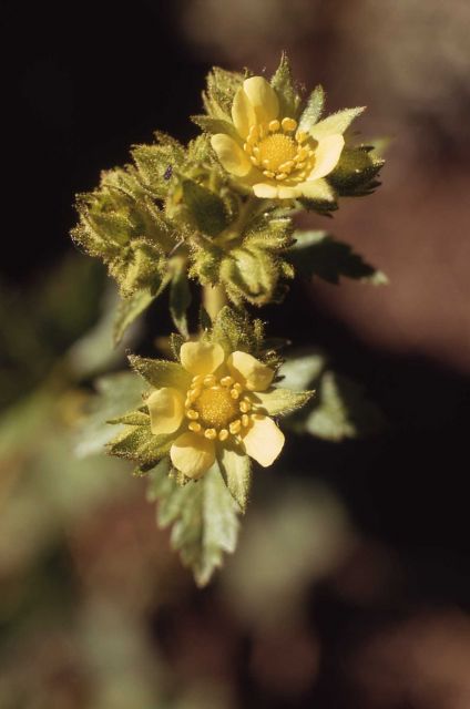 Cinquefoil (Potentilla sp.) Picture