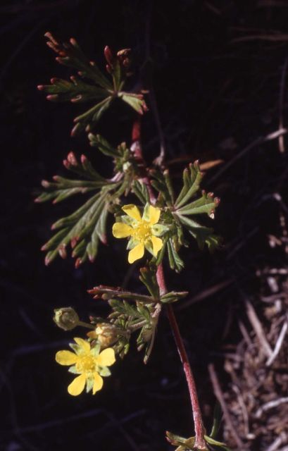 Cinquefoil (Potentilla sp.) Picture