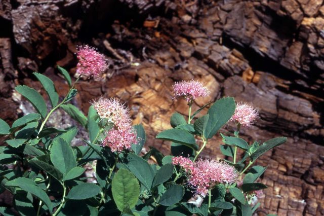 Subalpine spirea (Spiraea splendens) Picture