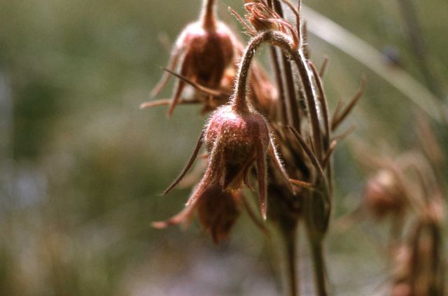 Prairie smoke avens (Geum triflorum) Picture