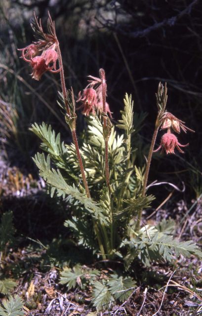 Prairie smoke avens (Geum triflorum) Picture