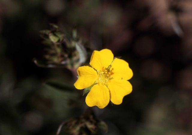Cinquefoil (Potentilla sp.) Picture