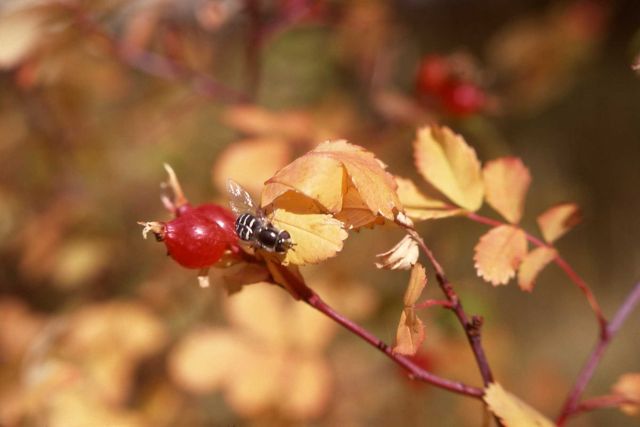 Wood's rose (Rosa woodsii) hips with fly Picture