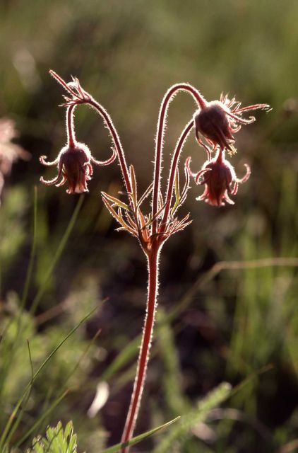 Prairie smoke avens (Geum triflorum) Picture