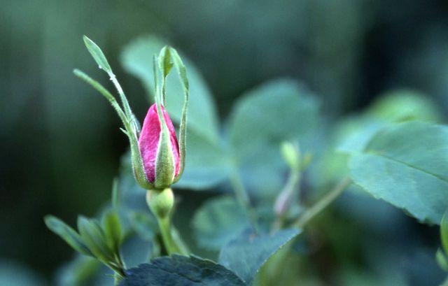 Wood's rose (Rosa woodsii) Picture