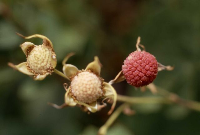 Thimbleberry (Rubus parviflorus) Picture