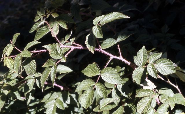 Red raspberry (Rubus idaeus var. strigosus) Picture