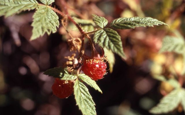 Red raspberry (Rubus idaeus var. strigosus) Picture