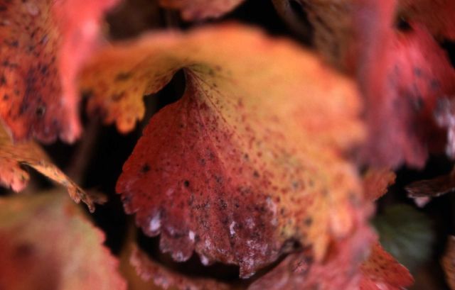 Jame's saxifrage (Telesonix heucheriformis) Picture