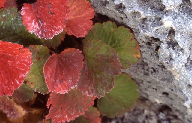 Jame's saxifrage (Telesonix heucheriformis) Picture