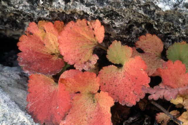 Jame's saxifrage (Telesonix heucheriformis) Picture