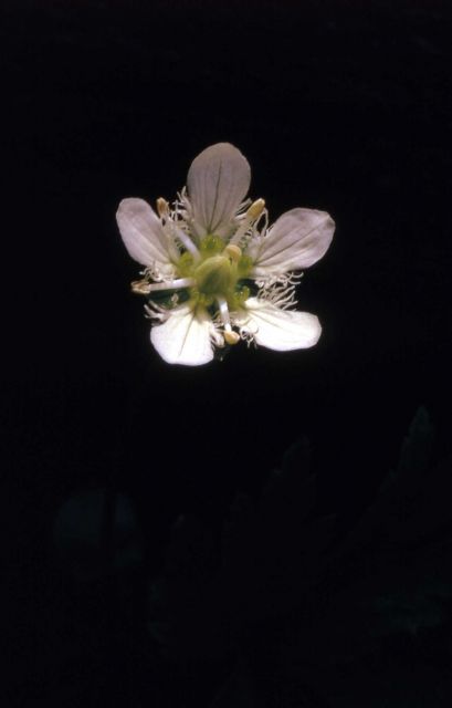 Fringed grass-of-parnassus (Parnassia fimbriata) Picture