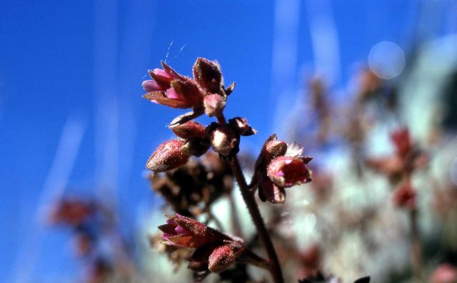 Jame's saxifrage (Telesonix heucheriformis) Picture