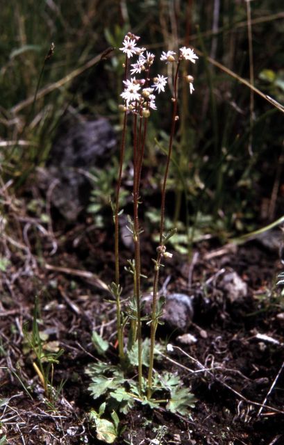 Bulbiferous fringecup (Lithophragma glabrum var. ramulosum) Picture