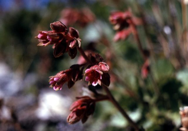 Jame's saxifrage (Telesonix heucheriformis) Picture