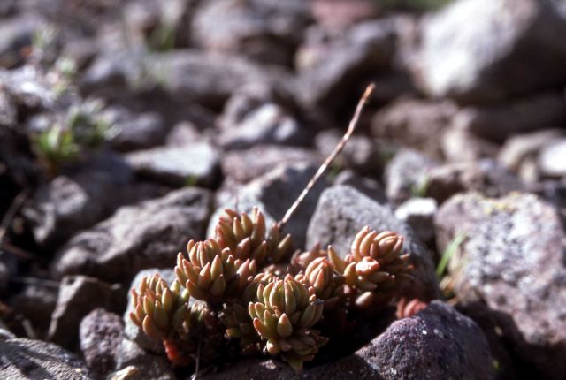 Lanceleaved stonecrop (Sedum lanceolatum) Picture