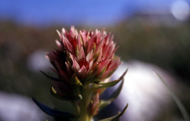 Rose crown (Sedum rhodanthum) Picture