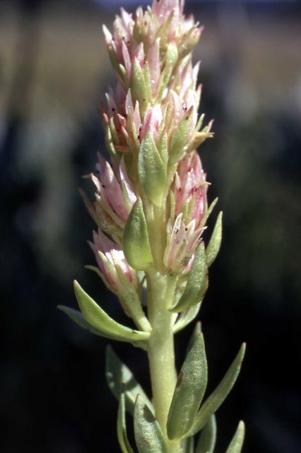 Rose crown (Sedum rhodanthum) Picture