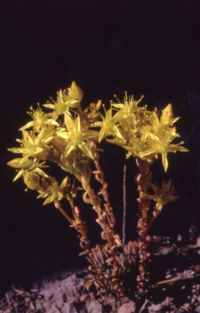 Lanceleaved stonecrop (Sedum laceolatum) Picture