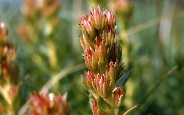 Rose crown (Sedum rhodanthum) Picture