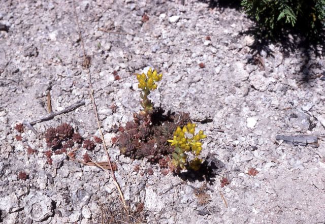 Lanceleaved stonecrop (Sedum lanceolatum) Picture