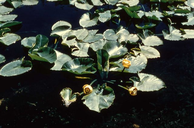 Indian pond lily (Nuphar polysepalum) Picture