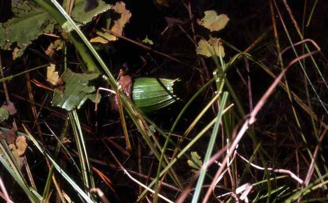 Indian pond lily (Nuphar polysepalum) Picture
