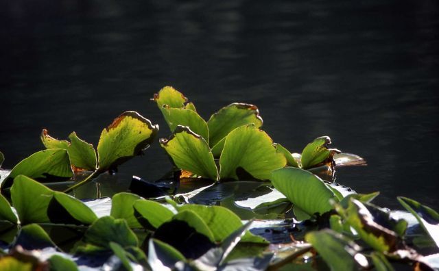Indian pond lilies (Nuphar polysepalum) Picture