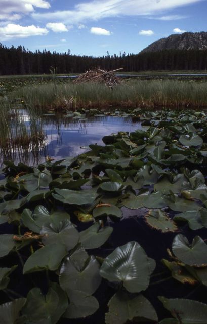 Indian pond lilies (Nuphar polysepalum) on Harlequin Lake Picture