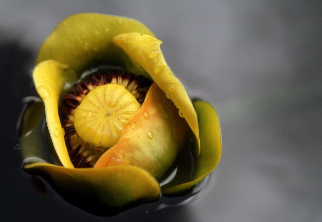 Indian pond lily (Nuphar polysepalum) Picture