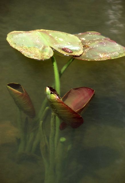 Emerging Indian pond lily (Nuphar polysepalum) pad Picture