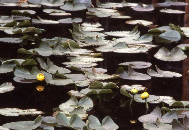 Indian pond lilies (Nuphar polysepalum) on Isa Lake Picture