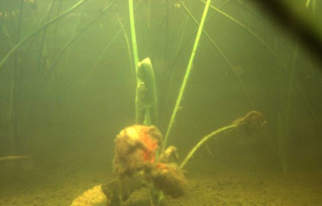 Underwater view of an Indian pond lily (Nuphar polysepalum) Picture
