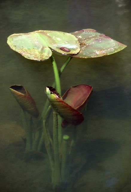 Indian pond lily (Nuphar polysepalum) pads emerging Picture