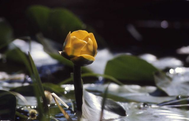 Bloom of an Indian pond lily (Nuphar polysepalum) Picture