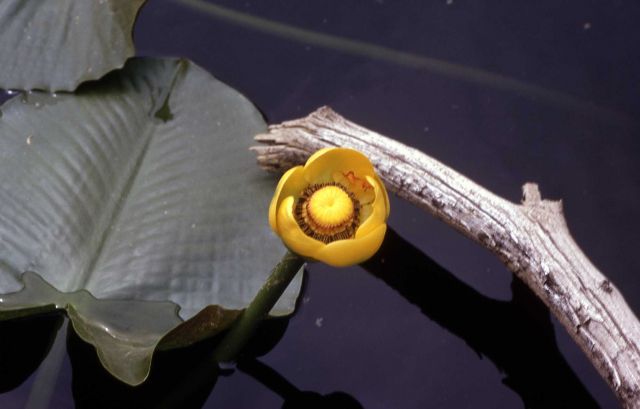 Indian pond lily (Nuphar polysepalum) Picture