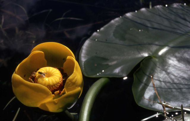 Indian pond lily (Nuphar polysepalum) Picture