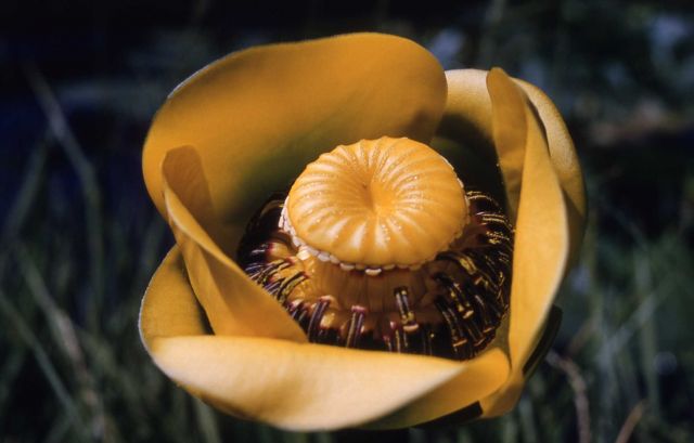 Indian pond lily (Nuphar polysepalum) Picture
